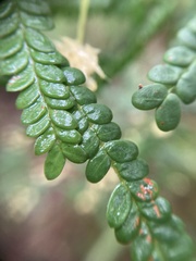 Acacia pentadenia