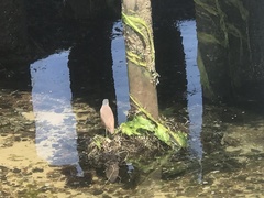 Nycticorax caledonicus