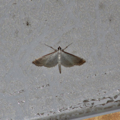 Blepharomastix saurialis