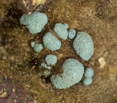 Aplousobranchia
