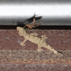 Thecadactylus rapicauda