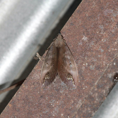 Tetrisia florigera