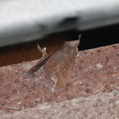 Tetrisia florigera
