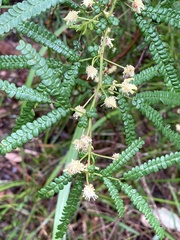 Acacia pentadenia
