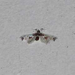 Neoleucinodes