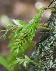 Tmesipteris sigmatifolia