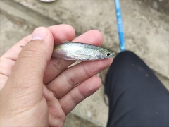 Hemiculter leucisculus