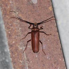 Prioninae
