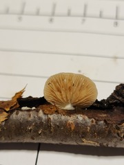 Crepidotus albissimus