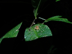 Tettigoniidea