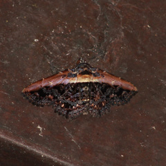Selenisa lanipes