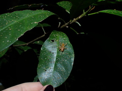 Tettigoniidea