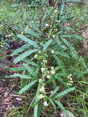 Acacia pentadenia