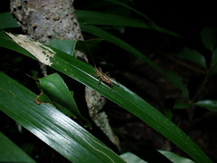 Tettigoniidea
