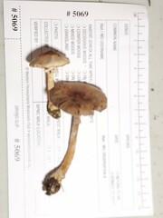 Agaricus friesianus