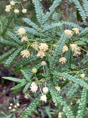 Acacia pentadenia