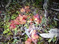 Drosera whittakeri
