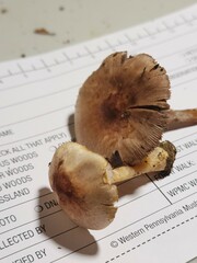 Agaricus friesianus