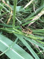 Aiolopus thalassinus tamulus