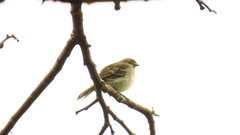 Zimmerius chrysops chrysops