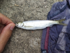 Hemiculter leucisculus