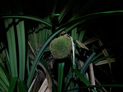 Pandanus