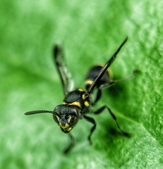 Ropalidia timida