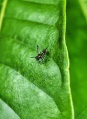 Ropalidia timida