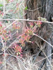 Combretum microphyllum