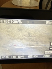 Tetractenos hamiltoni