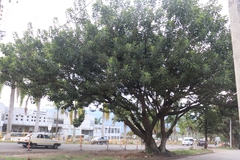 Ficus elastica