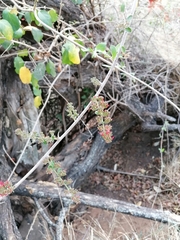 Combretum microphyllum