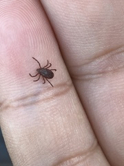 Ixodidae