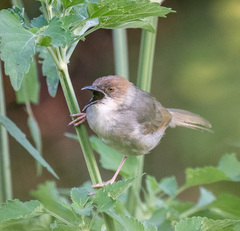 Cisticola cantans