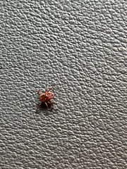 Ixodidae