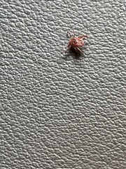 Ixodidae