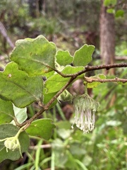 Chorilaena quercifolia