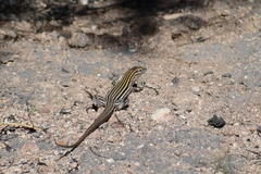 Aspidoscelis sonorae