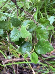 Chorilaena quercifolia