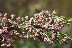 Erica lucida