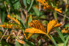 Phragmidium potentillae