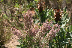 Erica lucida