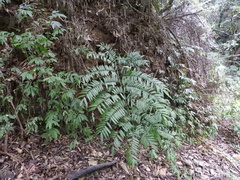 Angiopteris lygodiifolia