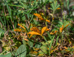 Phragmidium potentillae