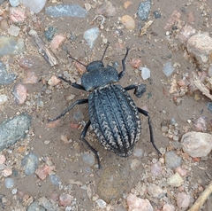 Philolithus sordidus