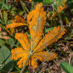Phragmidium potentillae