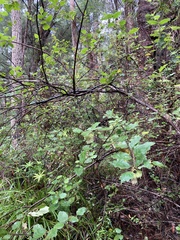 Chorilaena quercifolia