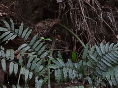 Angiopteris lygodiifolia