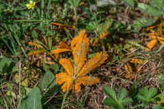 Phragmidium potentillae