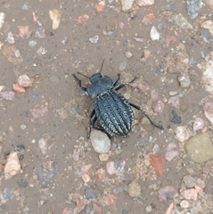 Philolithus sordidus